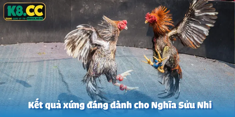 Nằm mơ có thật - Tài khoản Nghĩa Sửu Nhi lật kèo Đá Gà K8CC ăn trọn 100 triệu