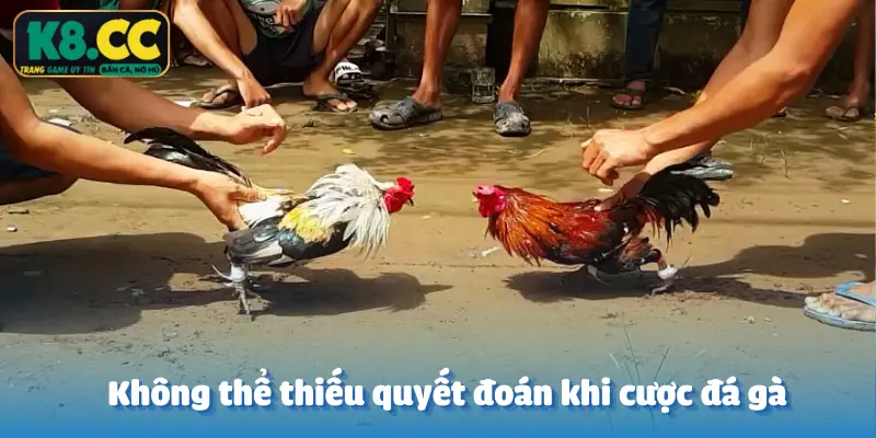 Nằm mơ có thật - Tài khoản Nghĩa Sửu Nhi lật kèo Đá Gà K8CC ăn trọn 100 triệu